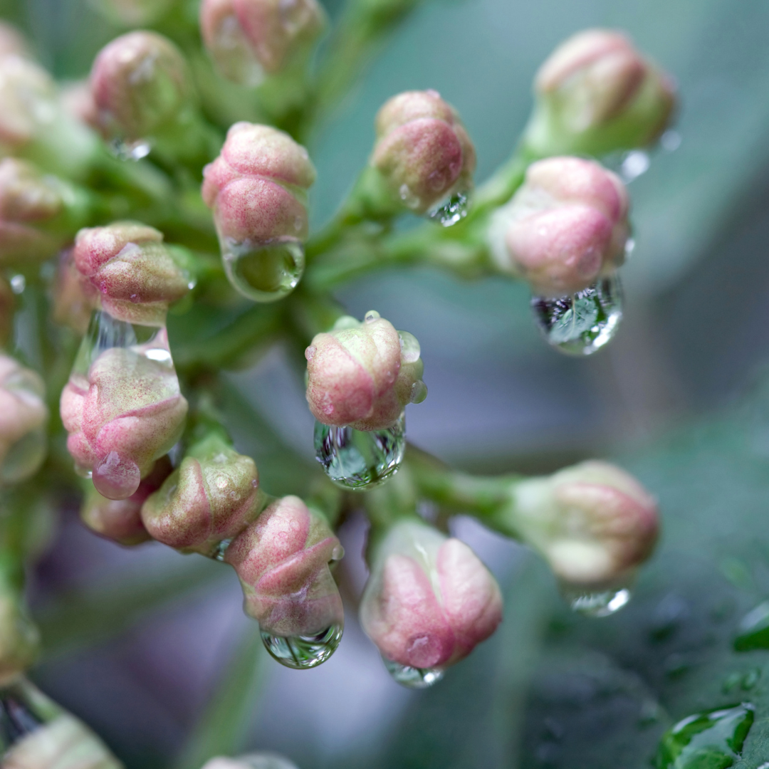 Spring Rain