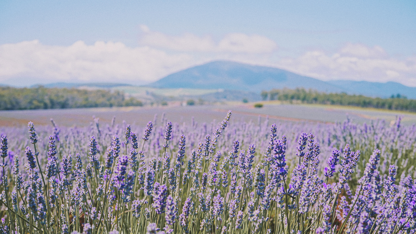 Lavender Fields