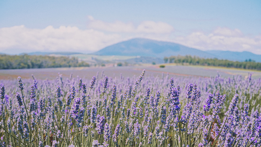 Lavender Fields