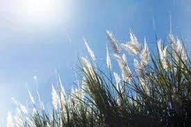 Simply Fresh Concentrated Aromatherapy Spray