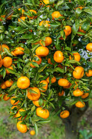 Simply Fresh Concentrated Aromatherapy Spray