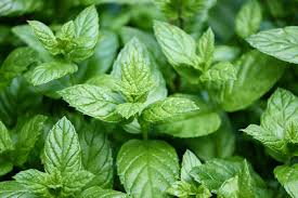 Simply Lip Balm with fresh mint leaves backdrop, vibrant green herbal imagery