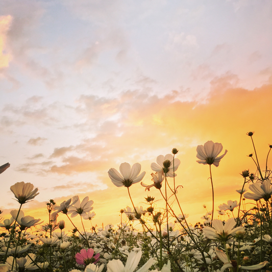 Summer Blush
