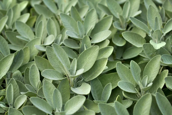 High Sierras Sage