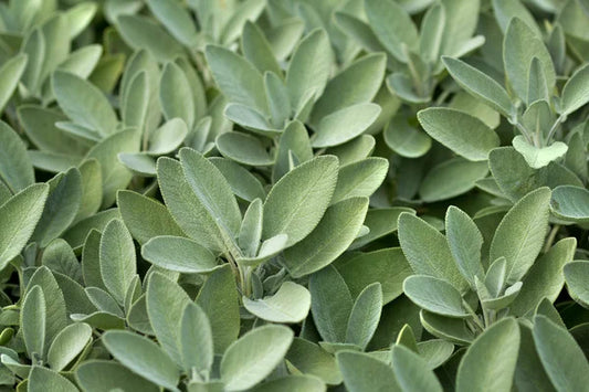 High Sierras Sage