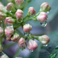 Spring Rain: close-up of pink flower buds with glistening dew drops on green stems, evoking fresh moisture and spring vitality.