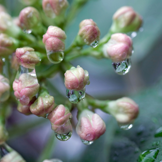 Spring Rain