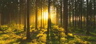 Simply Fresh Concentrated Aromatherapy Spray